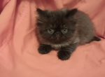 Sunshine - Persian Kitten For Sale - 