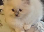 Mittens - Ragdoll Kitten For Sale - 