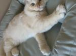 Sunny - Ragdoll Kitten For Sale/Service - CA, US