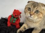 Umbria Scottish Fold Golden Ticked female - Scottish Fold Kitten For Sale - Odessa, FL, US