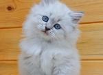 Han - Siberian Kitten For Sale - Houston, TX, US