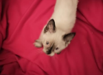 Diamond - Siamese Kitten For Sale - 