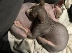 Bruce - Sphynx Cat For Sale - 