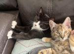 Dior & Rocky - American Shorthair Kitten For Sale - Jacksonville, FL, US