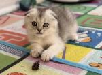 Nelly - British Shorthair Kitten For Sale - Brooklyn, NY, US