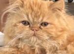 Red girl - Persian Kitten For Sale - 