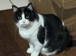 Mila - Domestic Cat For Adoption - Tampa, FL, US