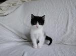 Bunny - Domestic Kitten For Sale - 