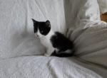 Cleo - Domestic Kitten For Sale - 