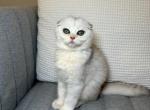 Leo - Scottish Fold Kitten For Sale - 