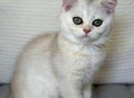 Clementine - Scottish Straight Kitten For Sale - 