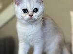 Lily - Scottish Straight Kitten For Sale - 