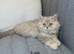 Teddy - Scottish Straight Kitten For Sale - 