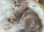 Cleo - Scottish Straight Kitten For Sale - Ferndale, WA, US