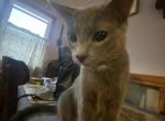 Ruby - Domestic Cat For Sale - 