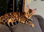 Bengal brown rosette kittens - Bengal Kitten For Sale - Pleasant Prairie, WI, US