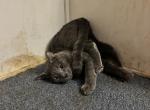 Toes - Domestic Cat For Sale - 