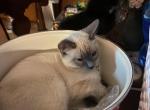 Headwig - Domestic Cat For Sale - 