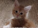 Jaq - Maine Coon Kitten For Sale - 