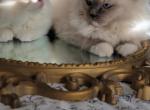 Christmas gifts - Ragdoll Kitten For Sale - Agawam, MA, US