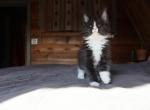 Helene - Maine Coon Kitten For Sale - Buford, GA, US