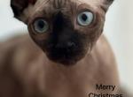 ELF Dwelf - Sphynx Kitten For Sale - 