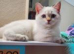 Scottish Straight Shorthair female pink collar - Scottish Straight Kitten For Sale - Parkland, FL, US