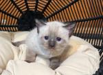 Max - Ragdoll Kitten For Sale - Morristown, NJ, US