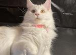 Luna - Maine Coon Kitten For Sale - Littleton, CO, US