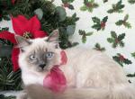 Jina - Ragdoll Kitten For Sale - 