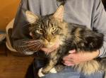 Max - Maine Coon Kitten For Sale - Littleton, CO, US