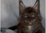 Зевс - Maine Coon Kitten For Sale - Denver, CO, US