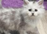 Sasha - Maine Coon Kitten For Sale - La Porte, IN, US