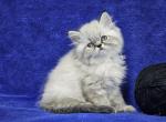 Black - Himalayan Kitten For Sale - Bridgewater, VA, US