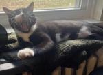 Socks - Domestic Kitten For Adoption - Douglassville, PA, US