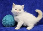 Aqua - Himalayan Kitten For Sale - Bridgewater, VA, US