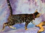 READY Brown Female Bengal Kittens - Bengal Kitten For Sale - MI, US