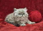 Red - Himalayan Kitten For Sale - Bridgewater, VA, US