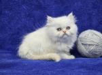 Silver - Himalayan Kitten For Sale - Bridgewater, VA, US