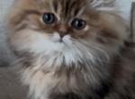 Tiger - Persian Kitten For Sale - Wisconsin Rapids, WI, US