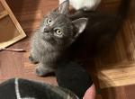 Gray - Domestic Kitten For Sale - 