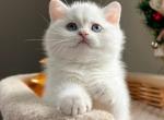 Harly - British Shorthair Kitten For Sale - Boston, MA, US