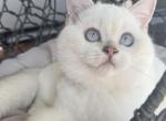 Joseph - Scottish Straight Kitten For Sale - Kansas City, MO, US