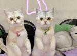 Angel and Angelina - Scottish Straight Kitten For Sale - 