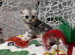 Bella - Scottish Fold Kitten For Sale - 