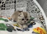 Barbie - Scottish Fold Kitten For Sale - 