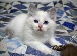 Audrey - Ragdoll Kitten For Sale - Tuscaloosa, AL, US