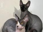 Boris and Isaac - Sphynx Kitten For Sale - Temecula, CA, US