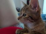 Olive - Domestic Cat For Adoption - Marietta, GA, US