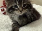 Mainecoon mix - Maine Coon Kitten For Sale - Gurnee, IL, US